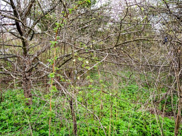 Underbrush Clearing in Pompano Beach