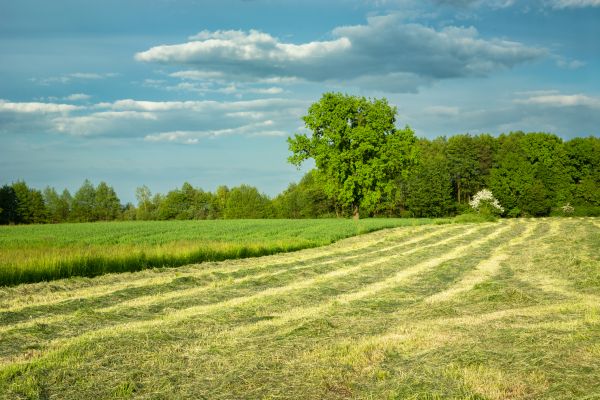 Cost of Vegetation Removal in Pompano Beach