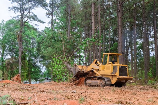 Forest Thinning in Pompano Beach