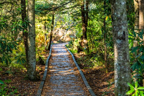 Cost of Trail Clearing in Pompano Beach